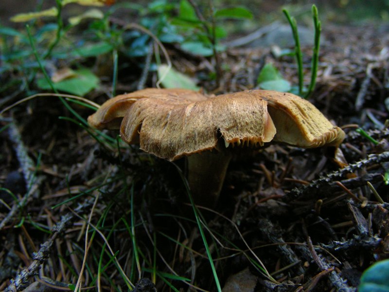 pecceta montana autunnale